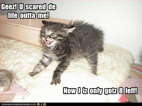 funny-pictures-kitten-is-scared.jpg