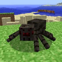 spider.jpg